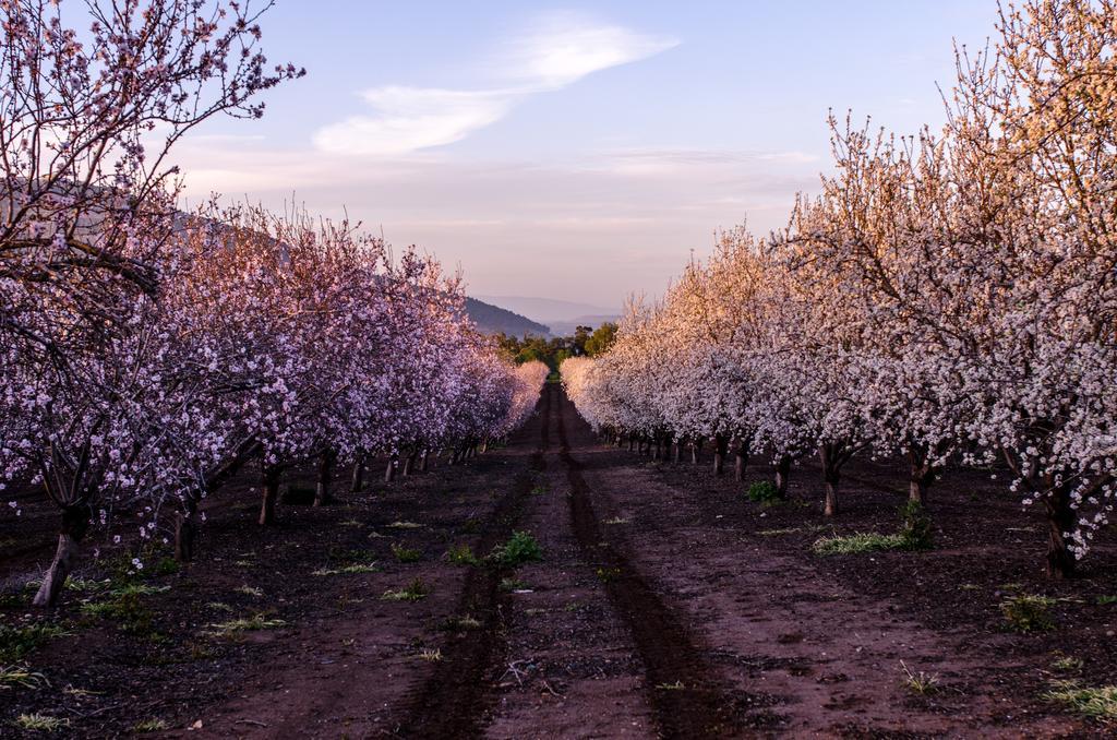 Galilee Best Location ξενώνας 'En Dor Εξωτερικό φωτογραφία