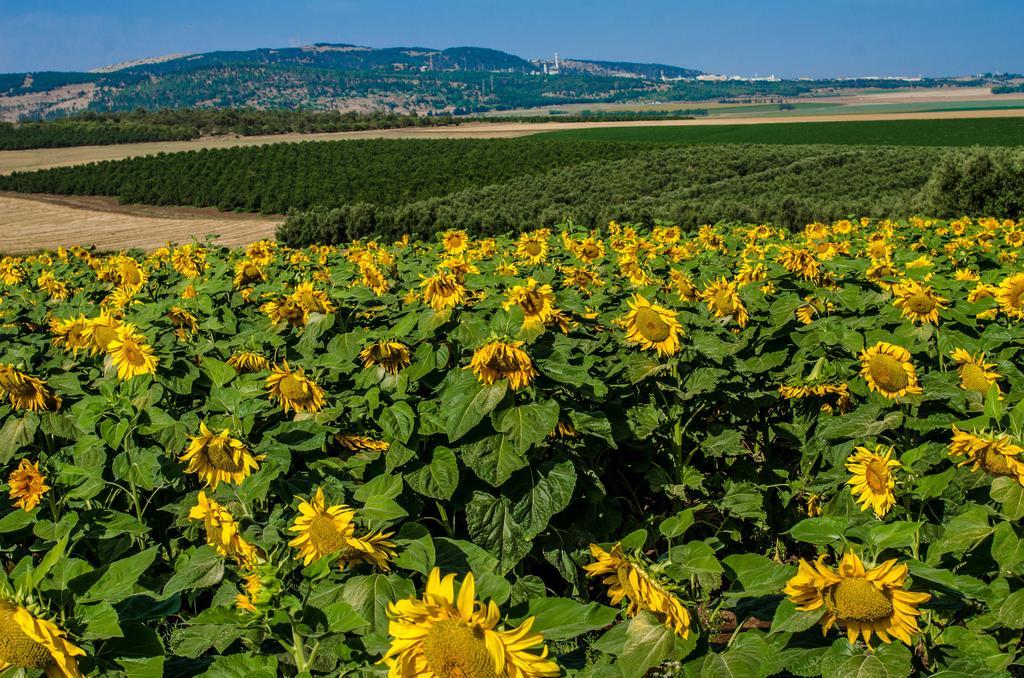 Galilee Best Location ξενώνας 'En Dor Εξωτερικό φωτογραφία